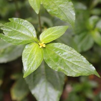 Synedrella nodiflora (L.) Gaertn.